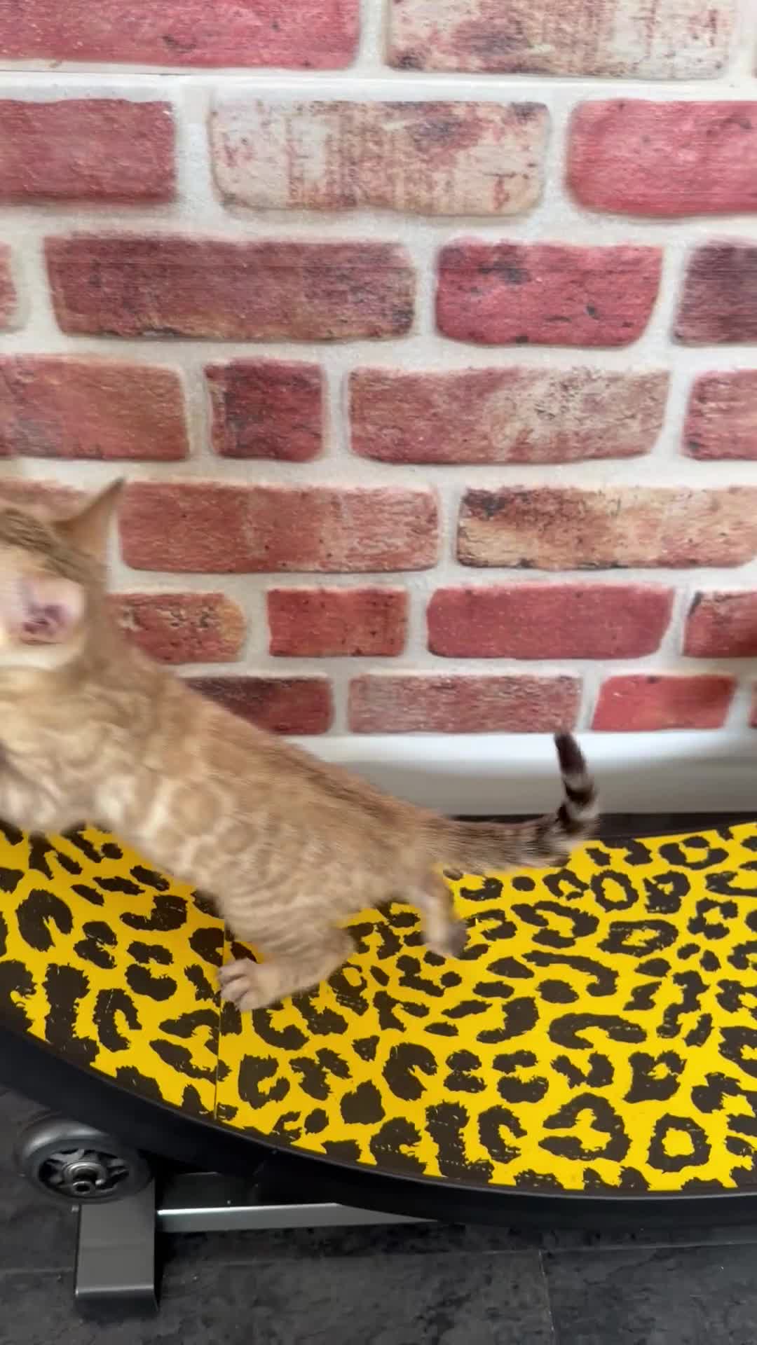 Bengal cats for sale: Champion bloodlines TICA Registered Bengal Kitten  - Video 3