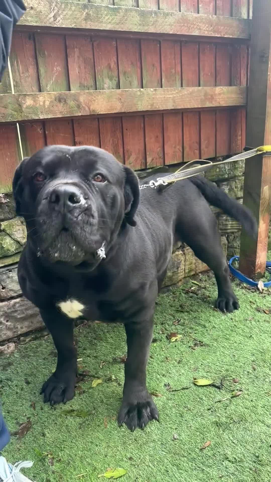 Mixed Breed dogs for sale: XLCane CorsoxBoerboel Pups Ready for Loving Homes - Video 5