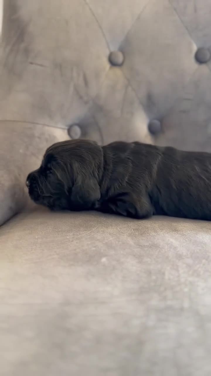 Cocker Spaniel dogs for sale: cocker spaniel puppies  in Kettering - Video 3