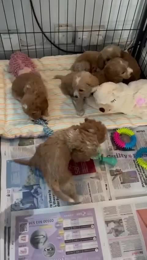 Cockapoo dogs for sale: Cockapoo puppies - DNA Health test clear  - Video 2