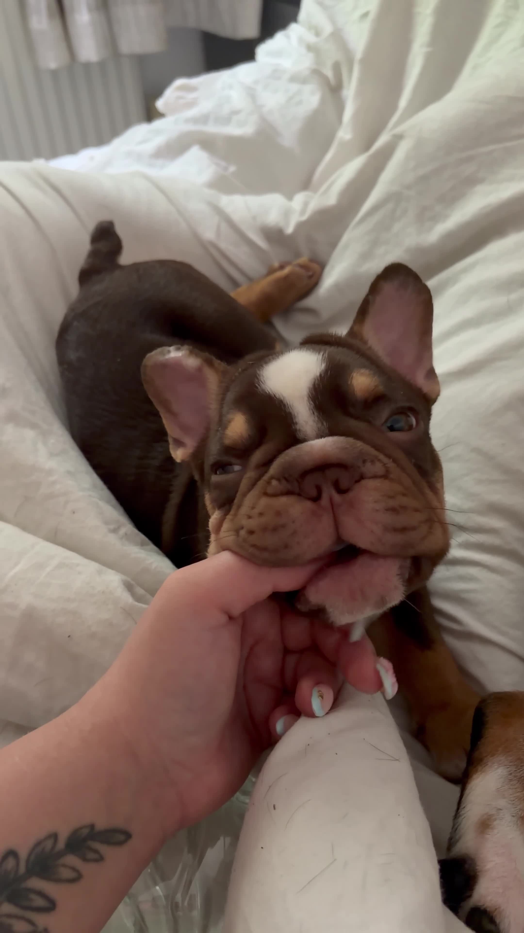 French Bulldog dogs for sale: Chick🤍 - Video 1