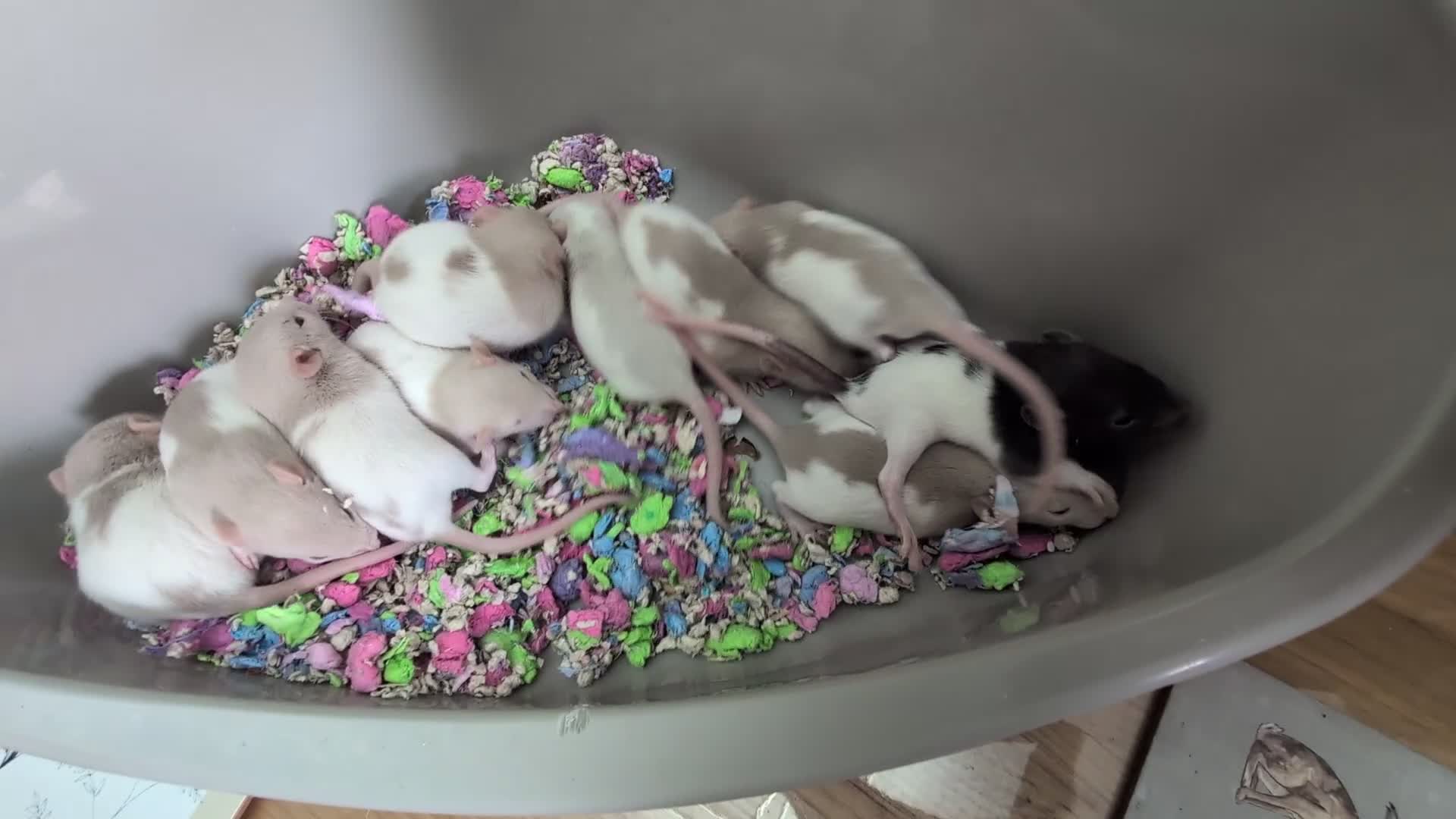 Rat rodents for sale: Fancy rat pups male and female available - Video 1