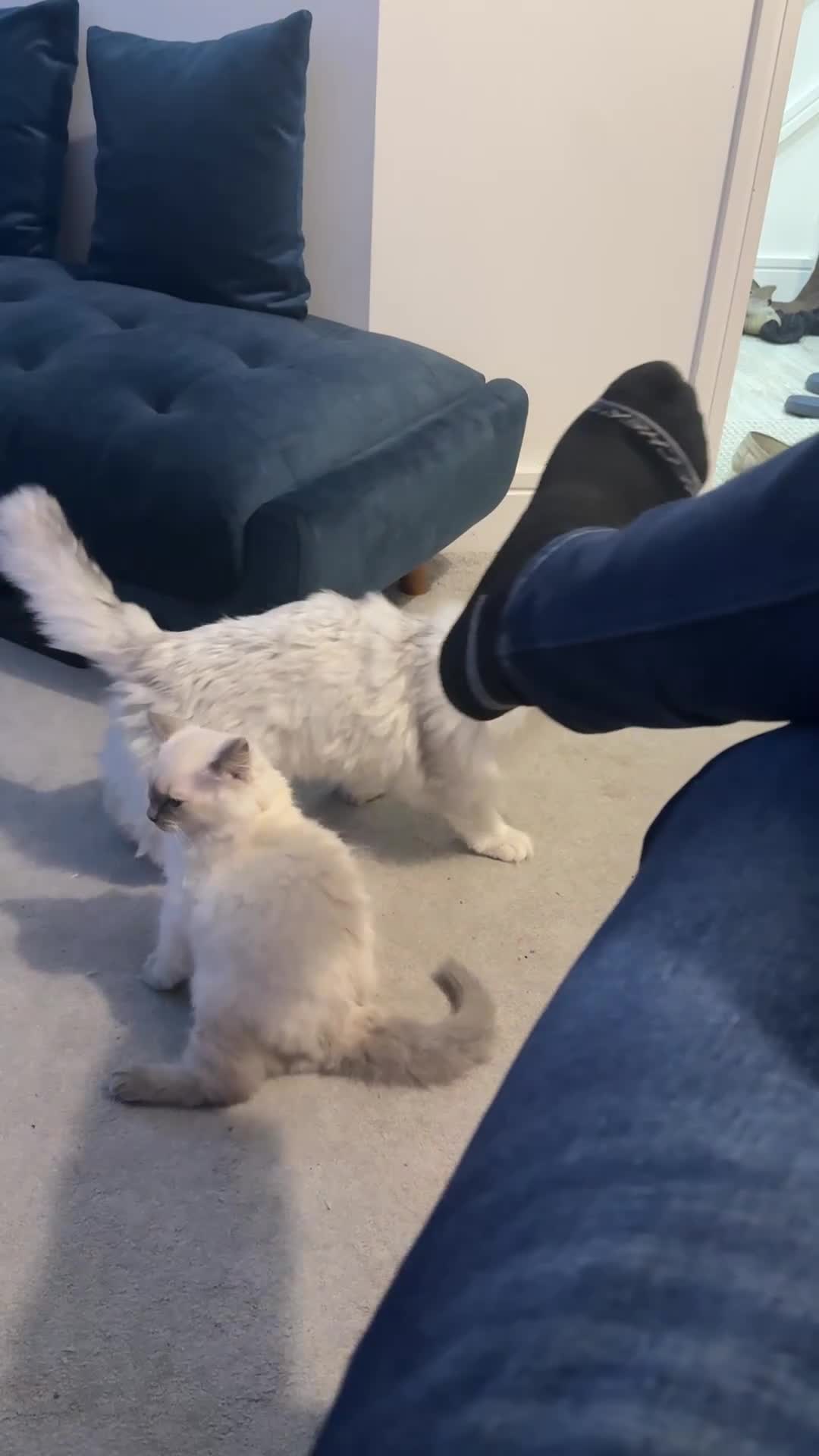 Persian cats for sale: Beautiful Pure Ragdroll Kitten - Video 1