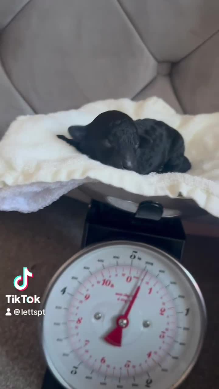 Miniature Poodle dogs for sale: Beautiful Miniature Poodles ** 2 now available  - Video 1