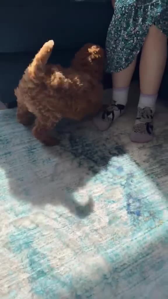 Labradoodle dogs for sale: READY NOW Miniature Labradoodle Girl Puppy - Video 1