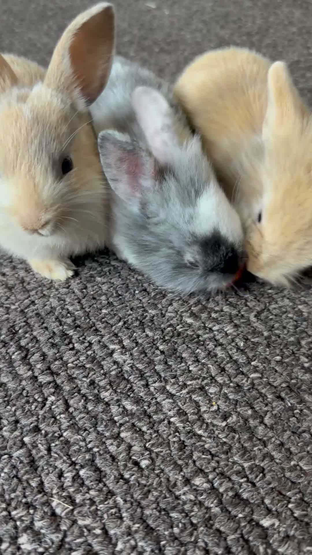 Dwarf Lop rabbits for sale: Dawf bunnies  - Video 1