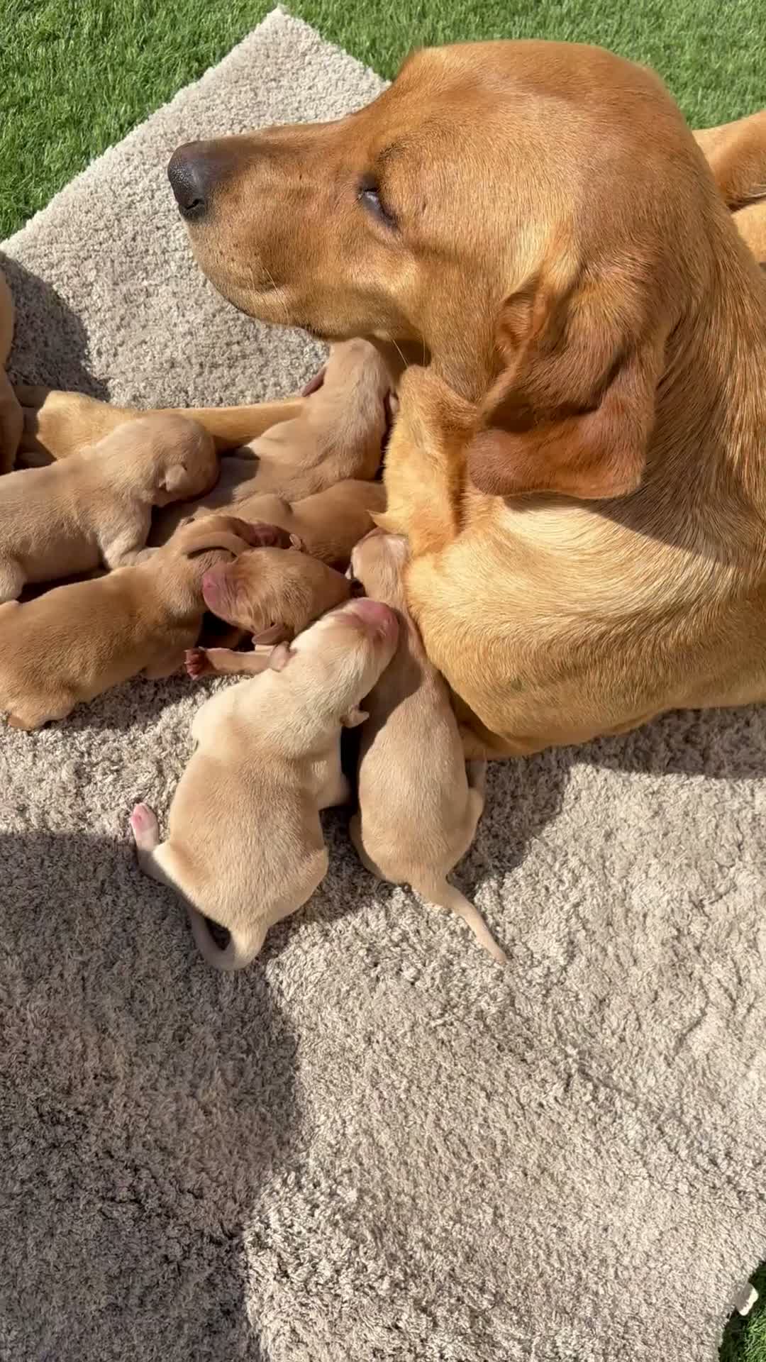 Labrador Retriever dogs for sale: 🐾 8 beautiful Labrador puppies  in Melton Mowbray - Video 1