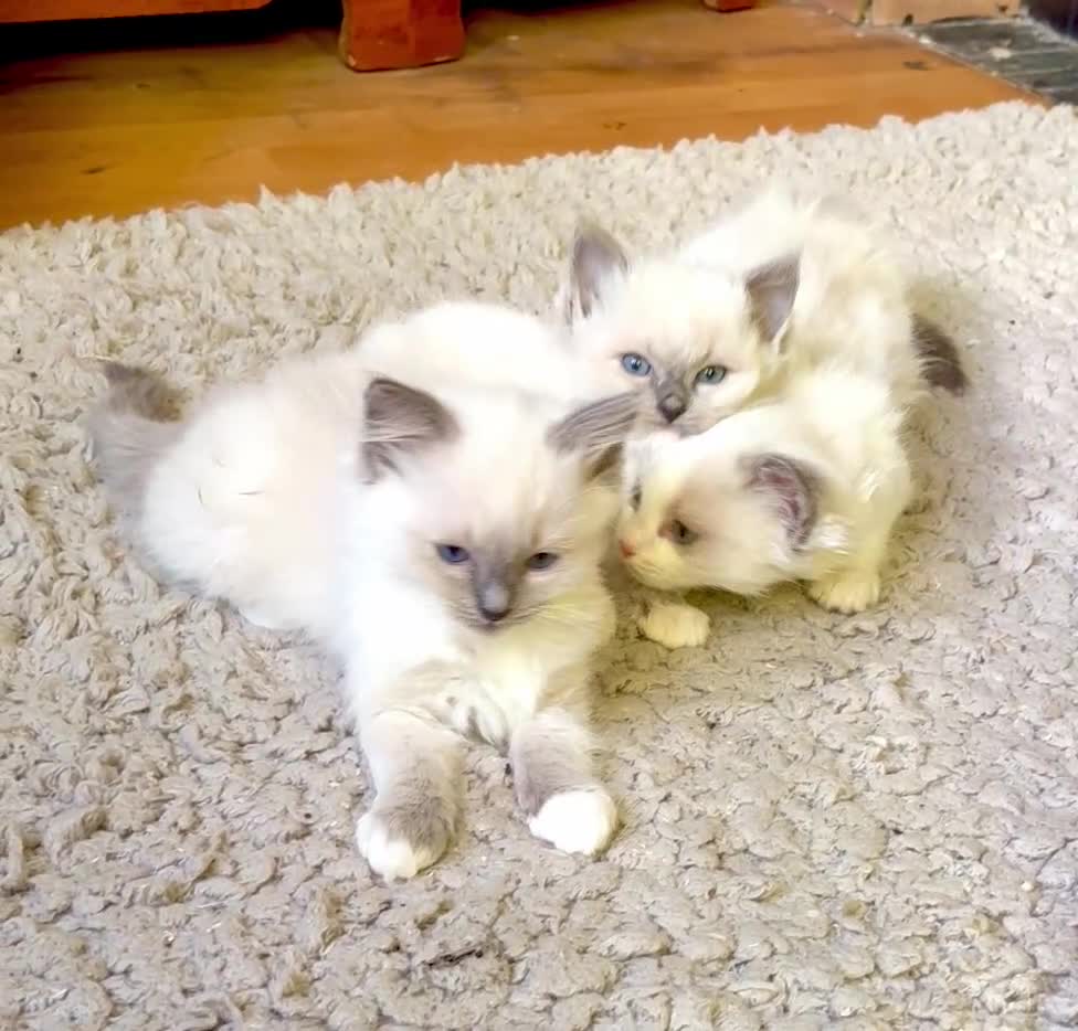 Ragdoll cats for sale: RAGDOLL KITTENS PURE BRED - Video 1