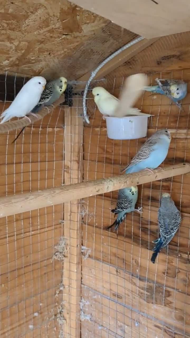 Budgerigars birds for sale: Budgies - Video 1