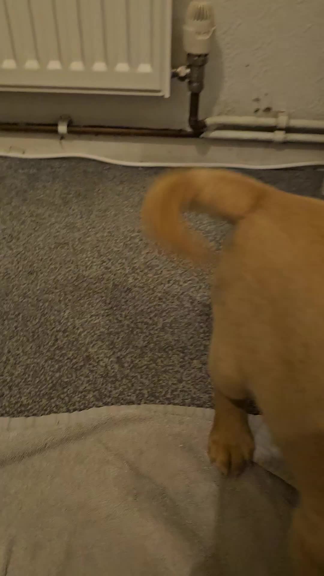 Labrador Retriever dogs for sale: Kc registered labrador pups  - Video 1