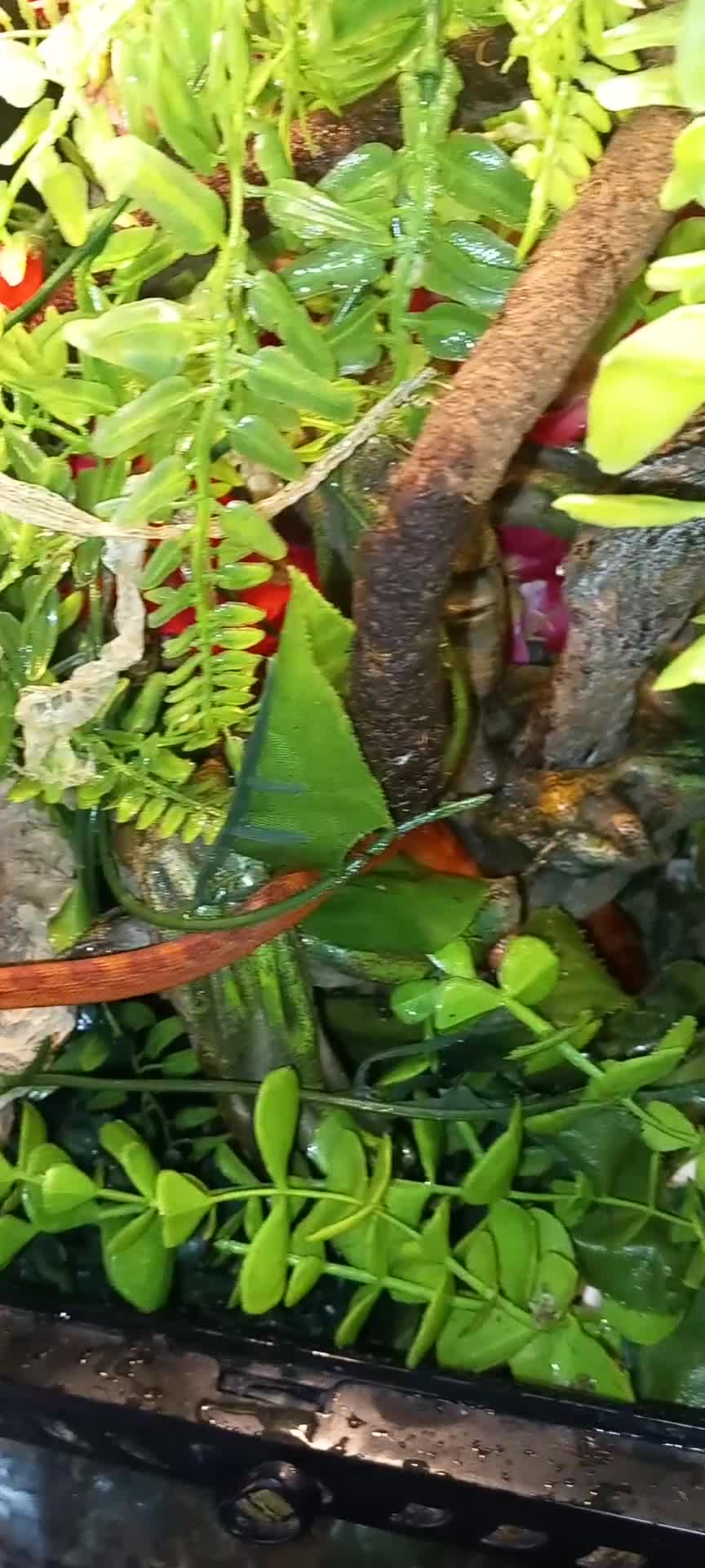 Corn Snake reptiles for sale: Corn snakes forsale 2025 corn snakes 2026 clutches - Video 5