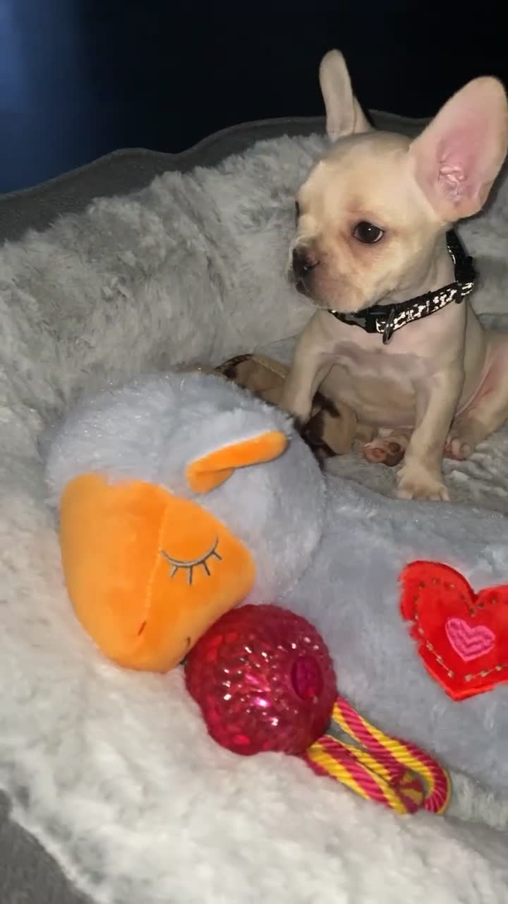 French Bulldog dogs for stud: 🔥 SIMBA 🔥 French Bulldog for Stud - Video 1