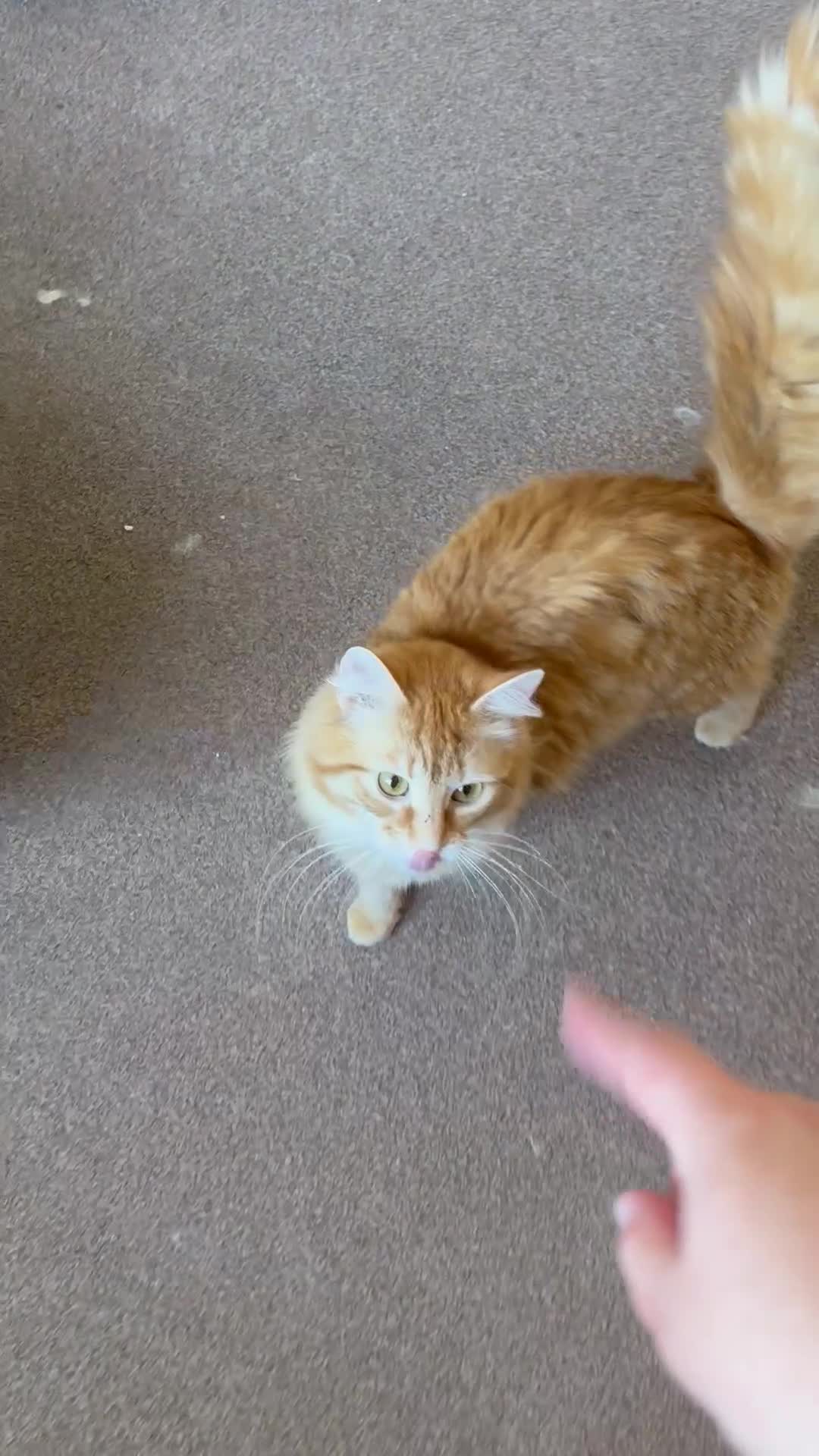 British Longhair cats for sale: Ginger Tom - Video 1