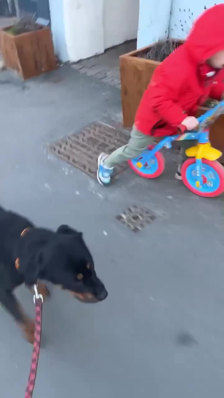 Rottweiler dogs for sale: 8 Stunning Rottweiler puppies  - Video 2