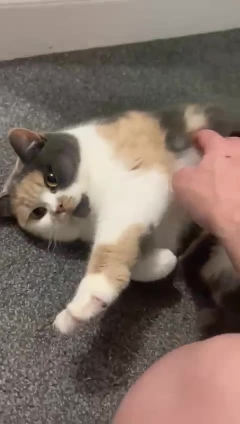 British Shorthair cats for sale: Female GCCF British Shorthair  - Video 2