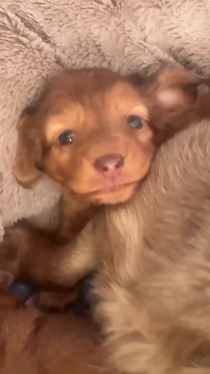 Miniature Dachshund dogs for sale: Long Haired ( Choclate Based ) Mini Dachshunds  - Video 4