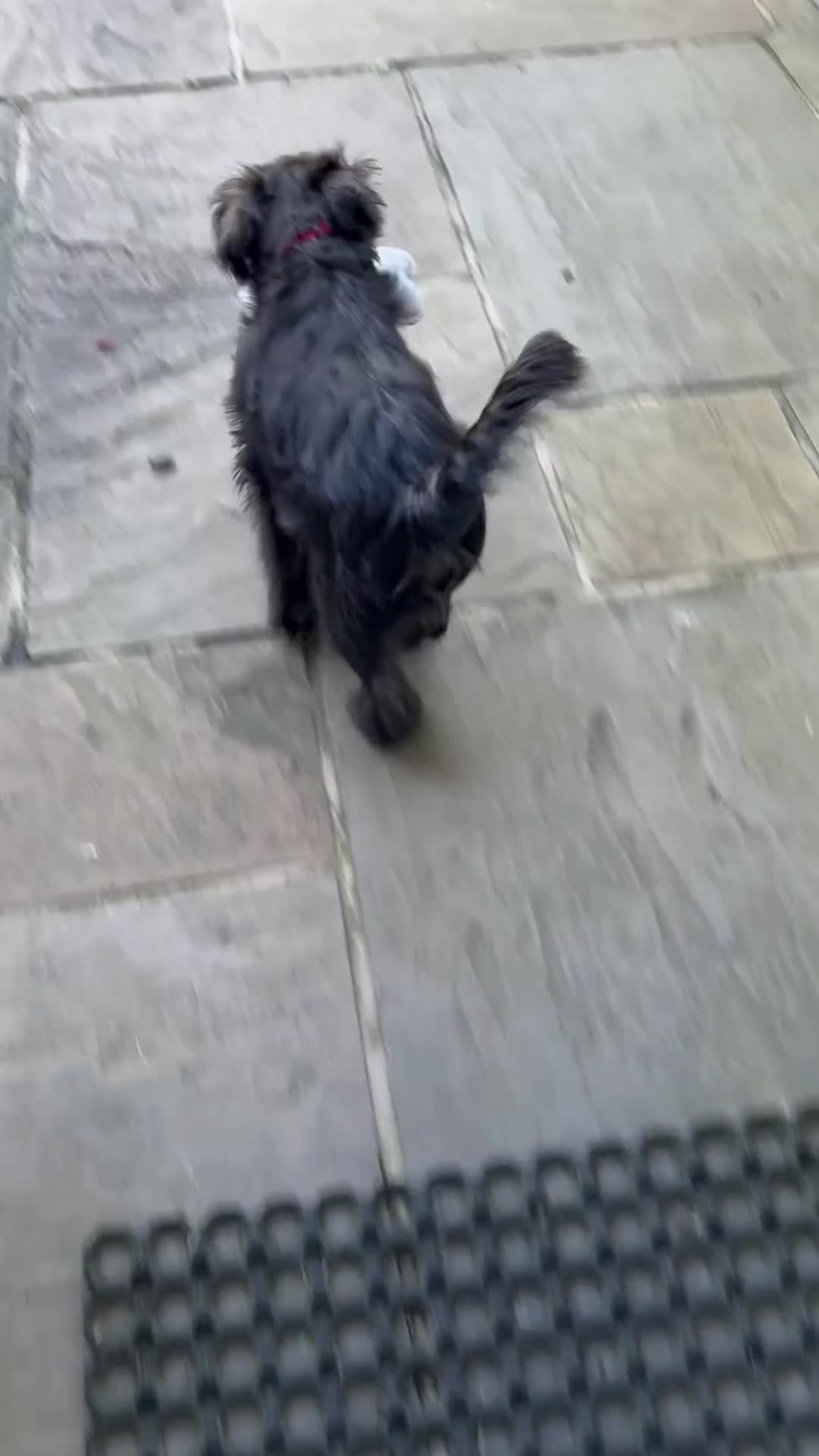 Miniature Schnauzer dogs for sale: Lovely KC Mini Schnauzer 4 months Fully Vaccinated - Video 1