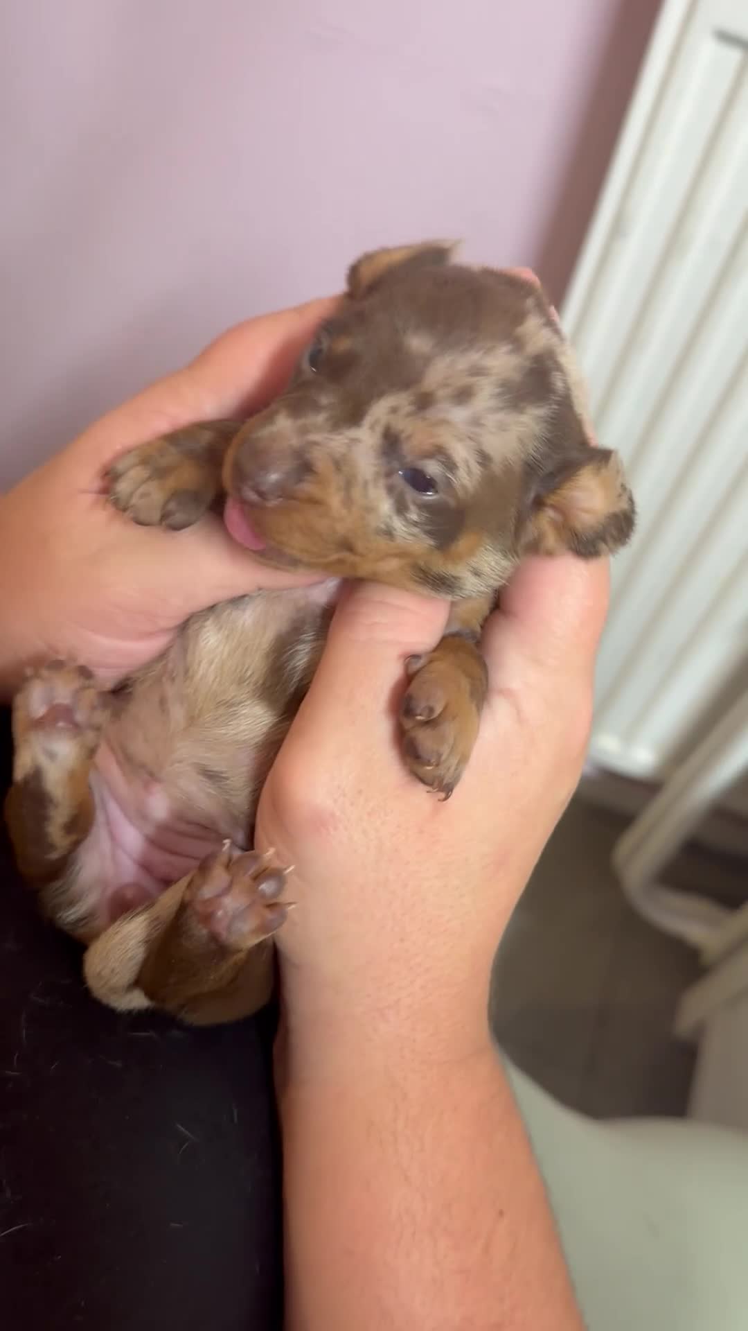 Miniature Dachshund dogs for sale: Miniature Dachshund  - Video 1