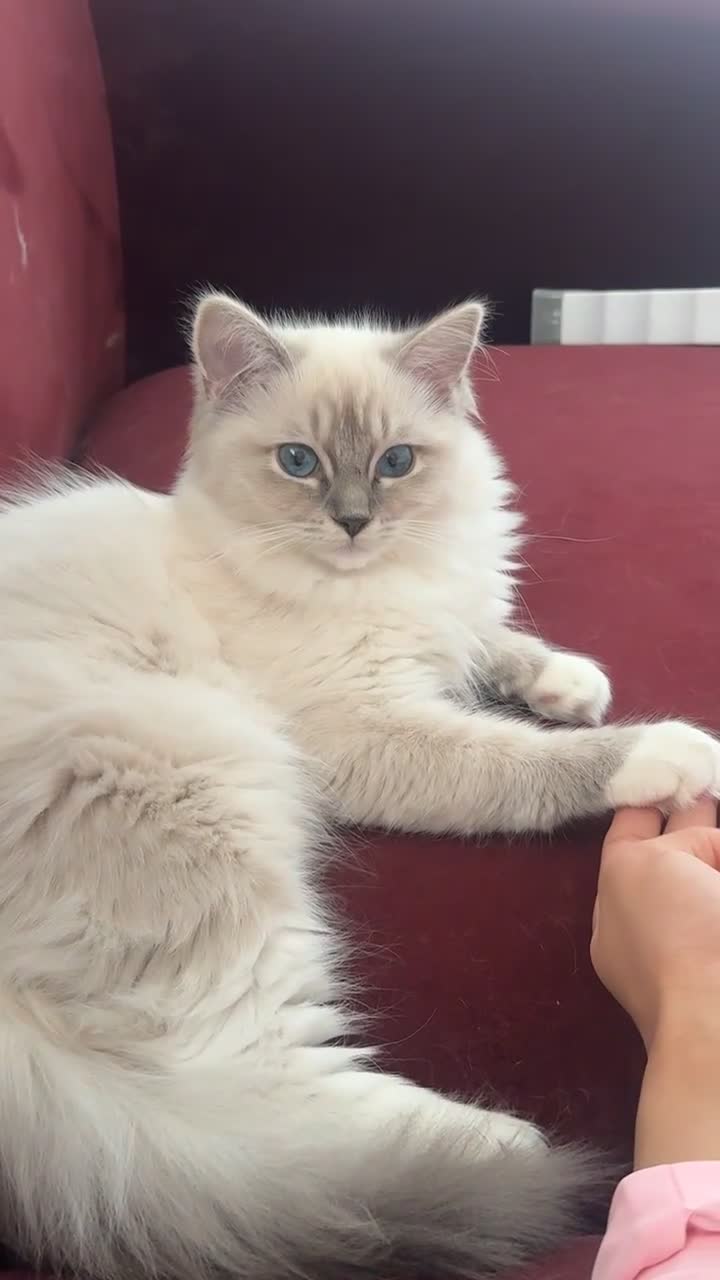 Ragdoll cats for sale: LUXURY RAGDOLL KITTENS  - Video 1
