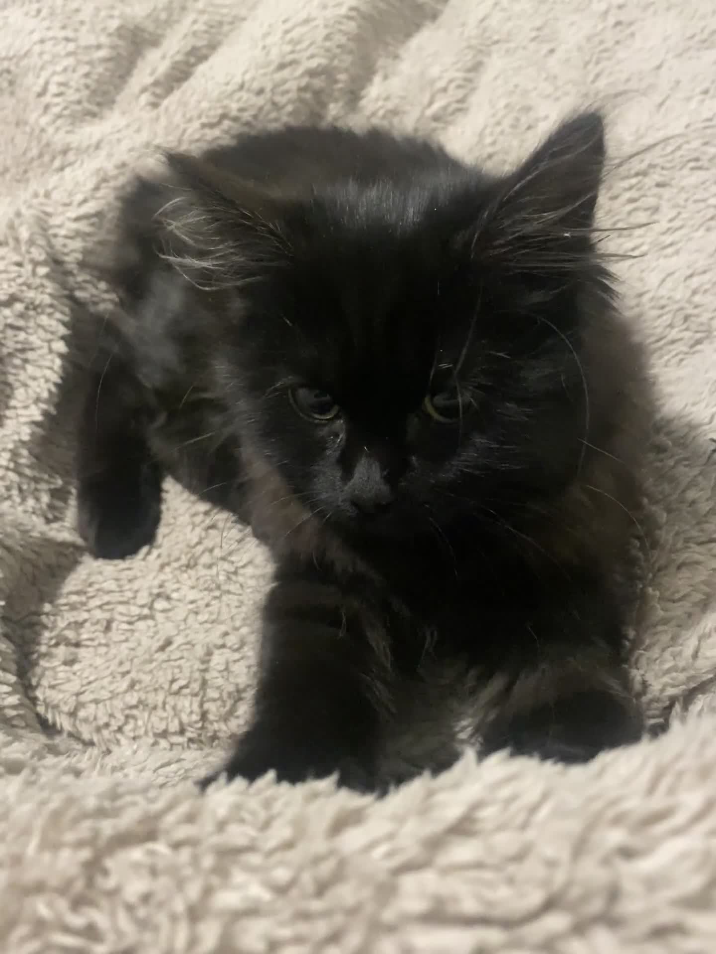 Mixed Breed cats for sale: Lovely kitten is looking for a house - Video 1