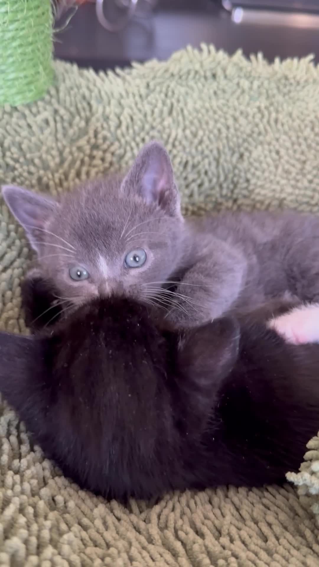Mixed Breed cats for sale: 🐾 Clean, Healthy Bombay x Turkish Van Kittens - Video 3