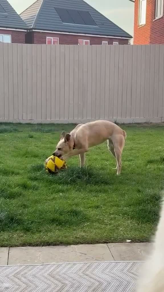 Mixed Breed dogs for adoption: ❤️🐶 STELLA – A BEAUTIFUL GIRL WHO NEEDS COMPANY in Stirling - Video 4