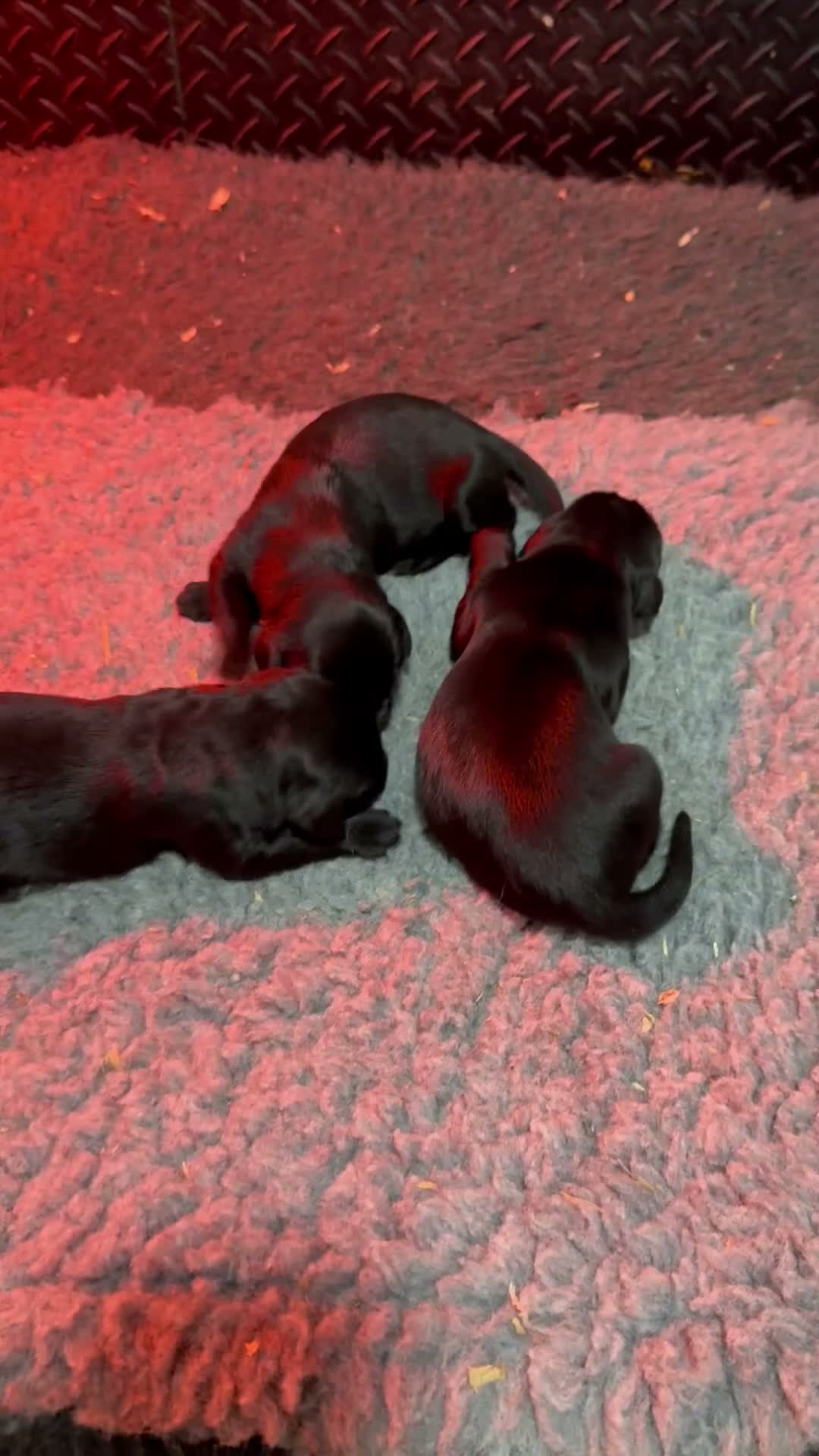 Mixed Breed dogs for sale: Beautiful Retriever puppies  in Peterhead - Video 3