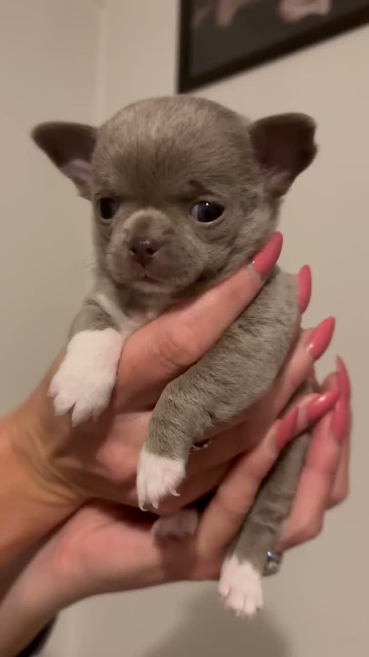 Chihuahua dogs for sale: Xx Outstanding litter of Smoothcoat Chihuahuas xX - Video 3