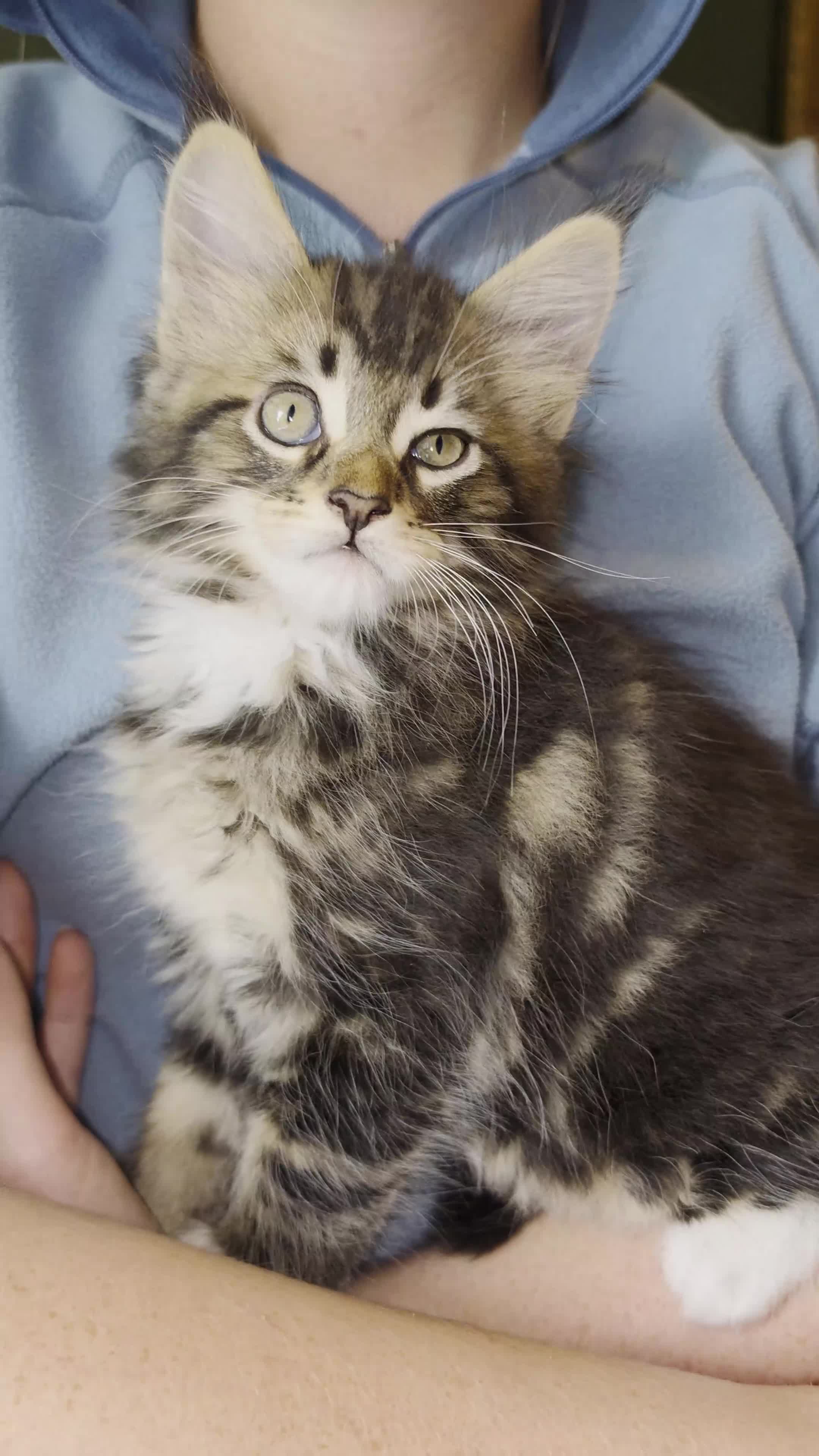 Maine Coon cats for sale: Maine Coon Kittens for Sale - Video 4