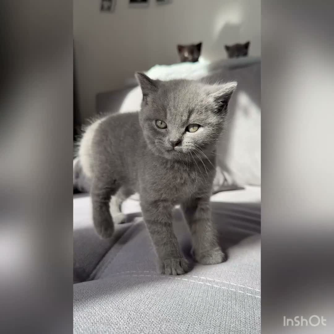 British Shorthair cats for sale: Wonderful British Kittens - Video 1