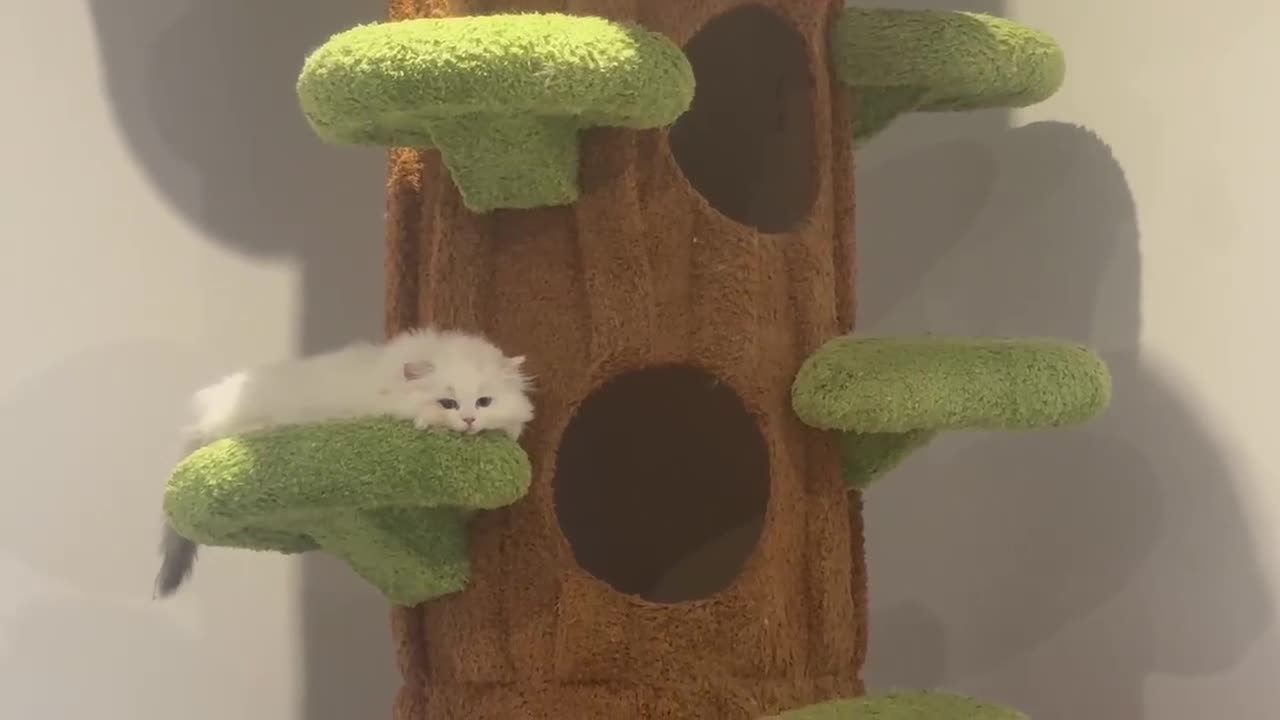 Munchkin cats for sale: Top level Super stunning & rare Minuet - Video 3