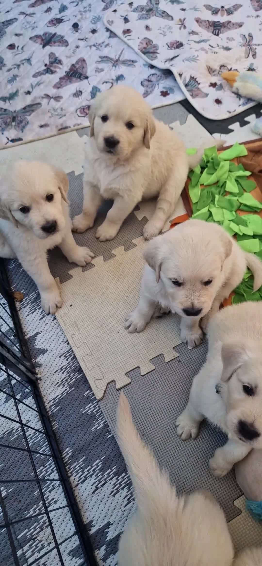 Golden Retriever dogs for sale: Stunning Cream KC registered Golden Retrievers  - Video 1