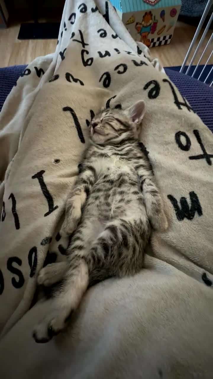 Bengal cats for sale: Cashmere bengals - Video 1