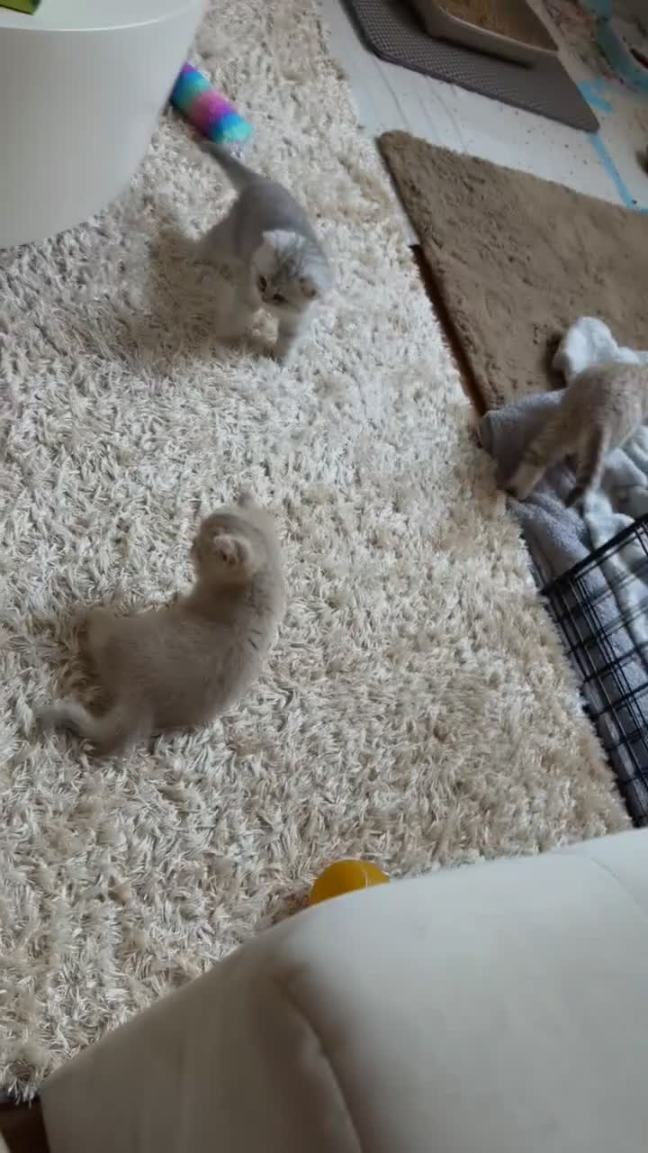 British Shorthair cats for sale: Beautiful British shorthair  - Video 1