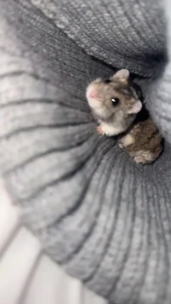 Hamster rodents for sale: Dwarf hamster  in Leicester - Video 1
