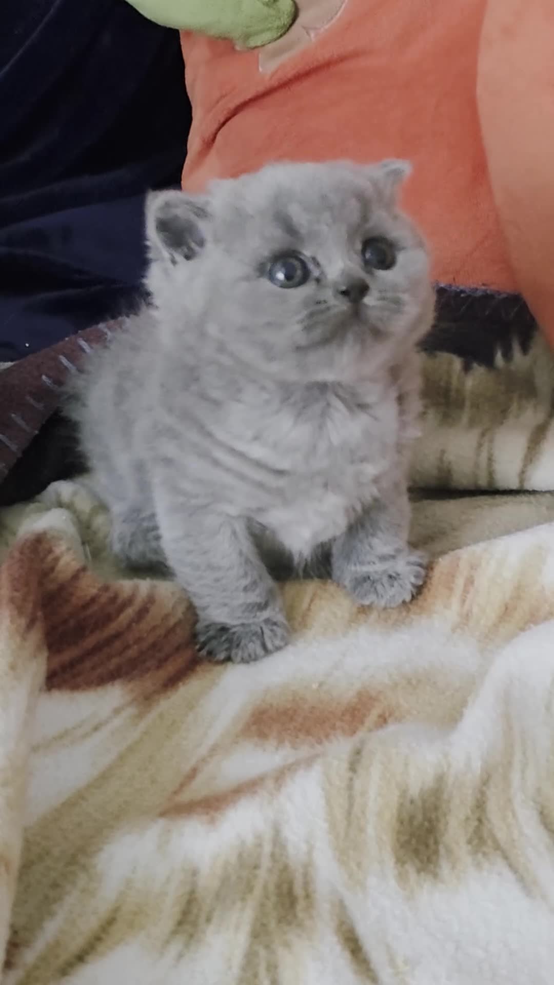 British Shorthair cats for stud: BSH White Boy GCCF registered – proven stud   - Video 3