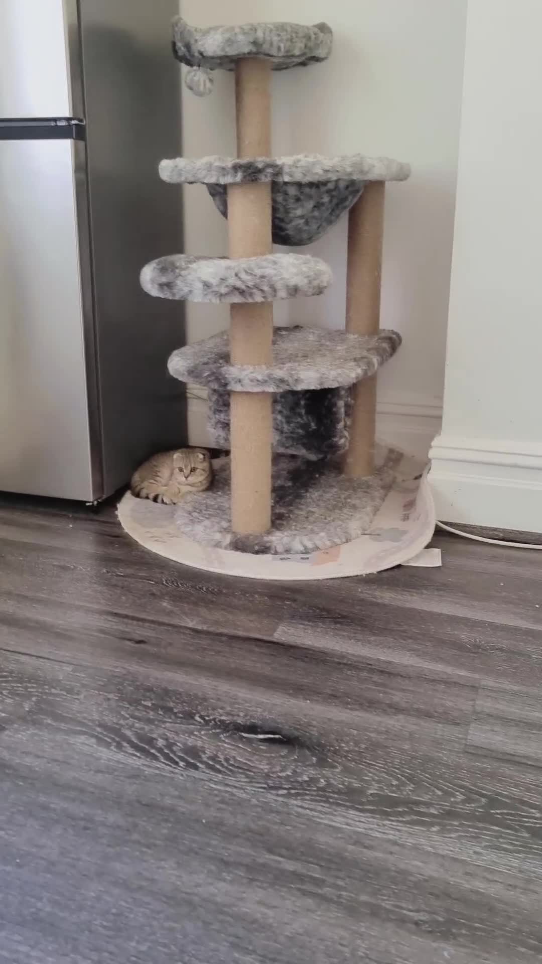 Scottish Fold cats for sale: Scottish fold 1 female left  - Video 1