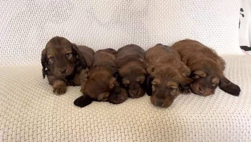 Dachshund dogs for sale: 5 KC Standard Long Hair Dachshunds - Video 1