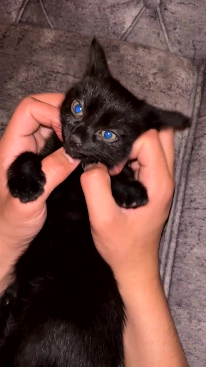 British Shorthair cats for sale: Gorgeous black kitten - Video 2