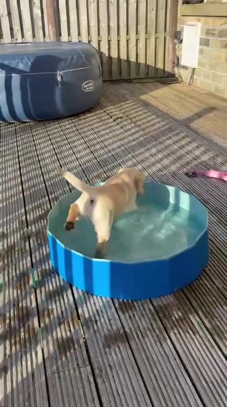 Labrador Retriever dogs for sale: Show quality yellow bitch puppies - Video 1