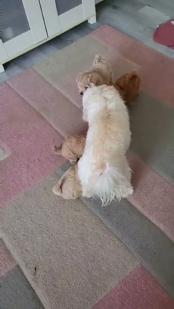 Maltipoo dogs for sale: Gorgeous tiny MALTIPOO 7 weeks 3 boys & 1 girl in Milton Keynes - Video 1