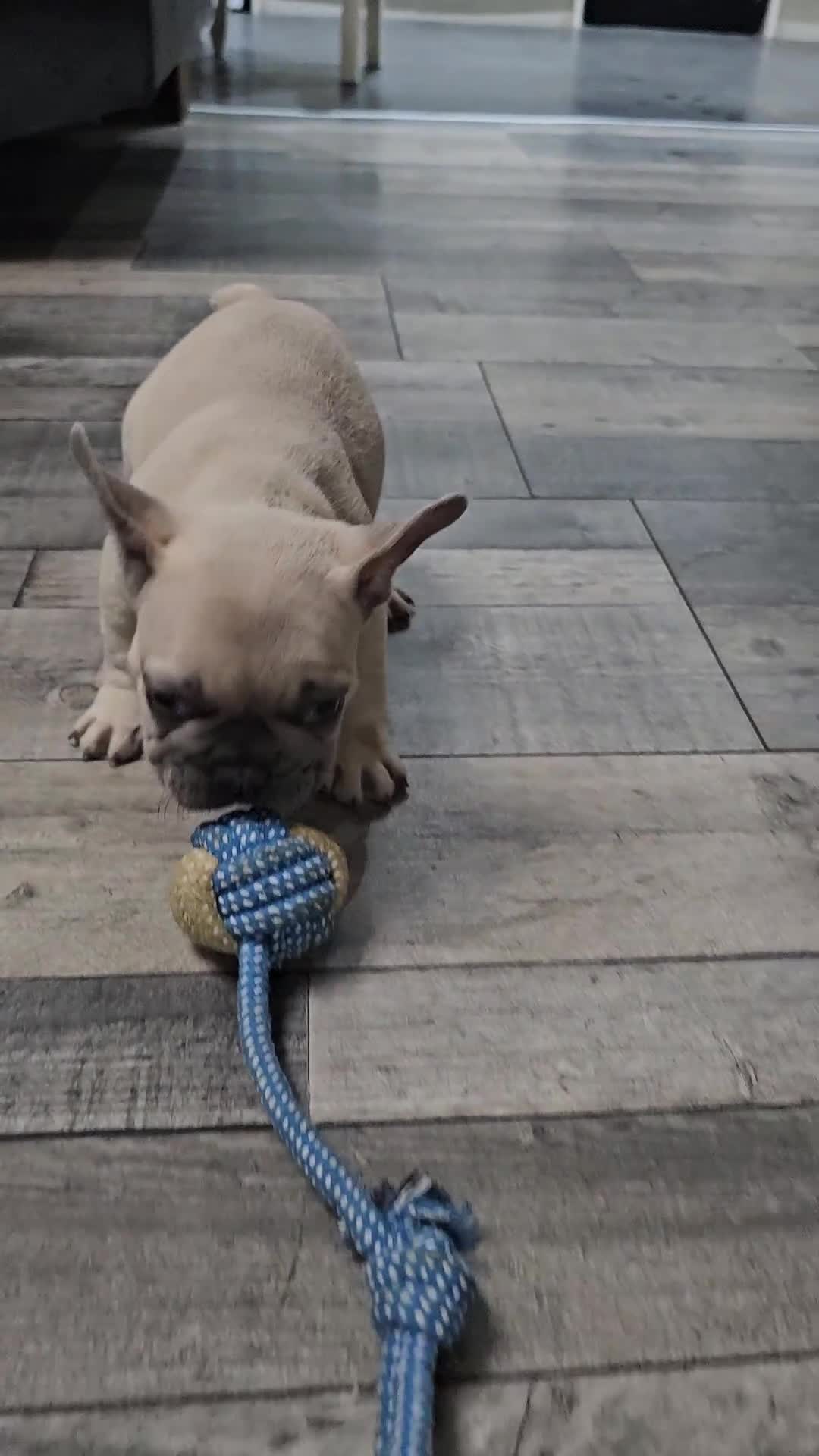 French Bulldog dogs for sale: French bulldog puppies  - Video 5