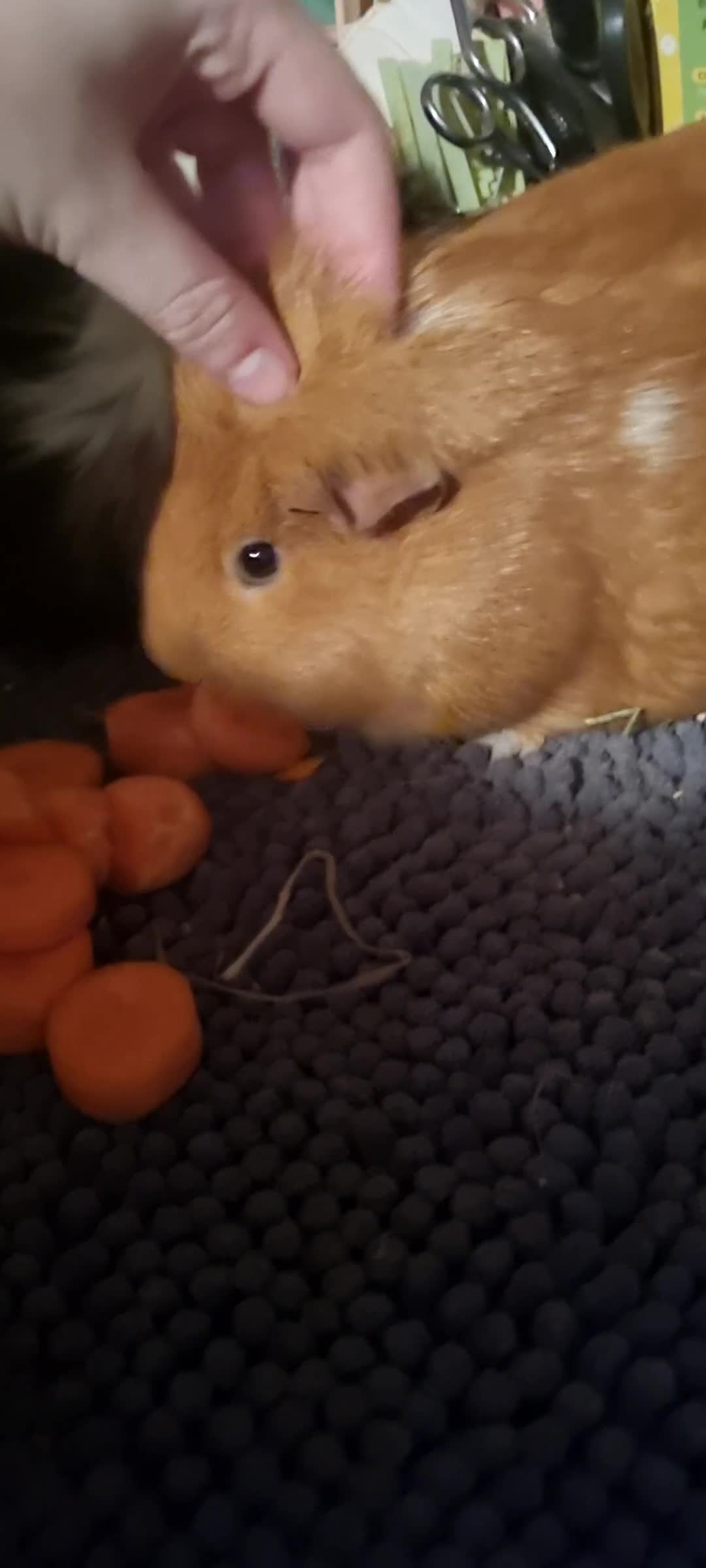 Guinea Pig rodents for sale: Female Guinea Pig Duo for Rehoming  - Video 1
