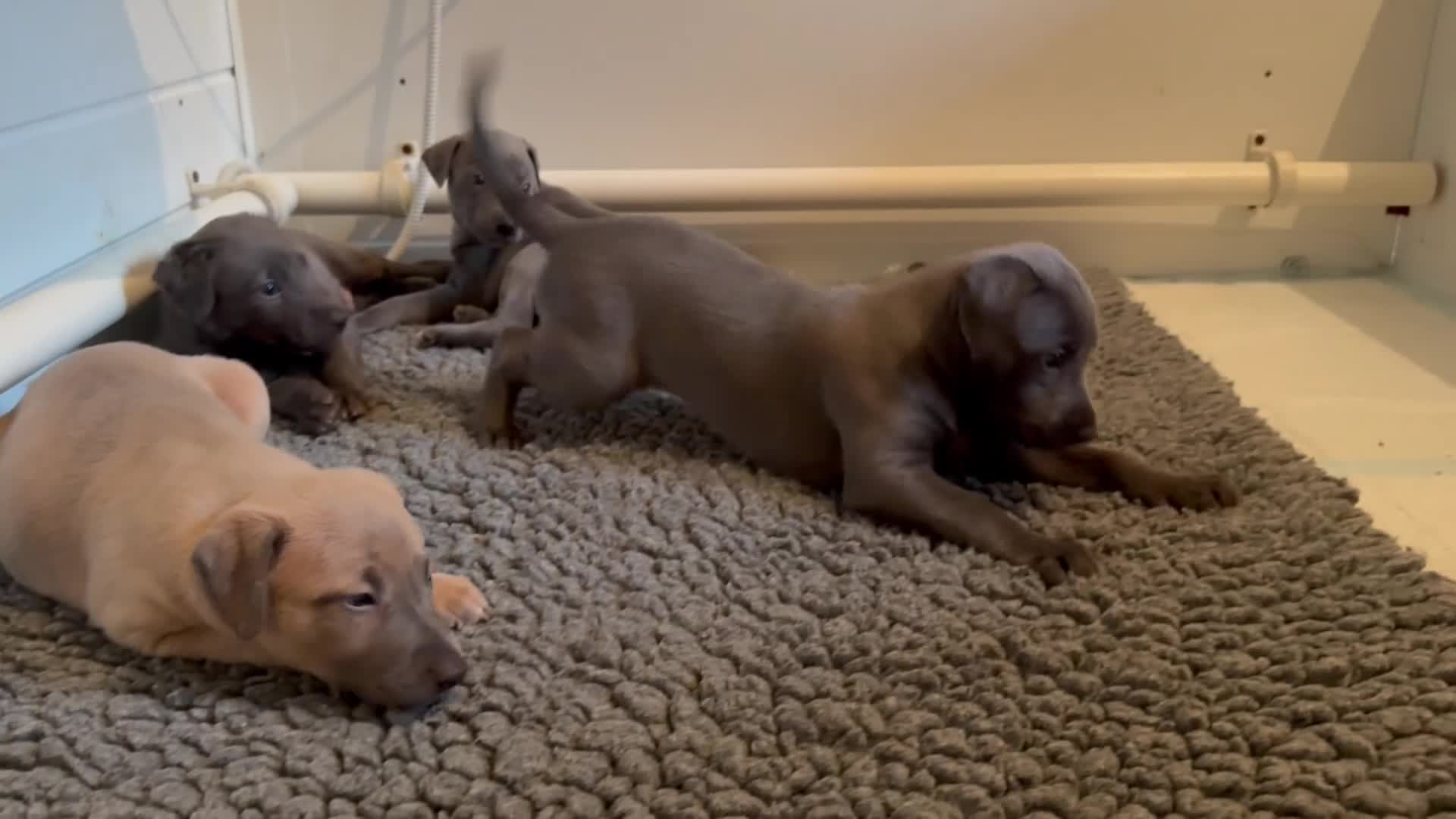 Mixed Breed dogs for sale: 5 stunning Whippet Bedlington pups available.  - Video 2