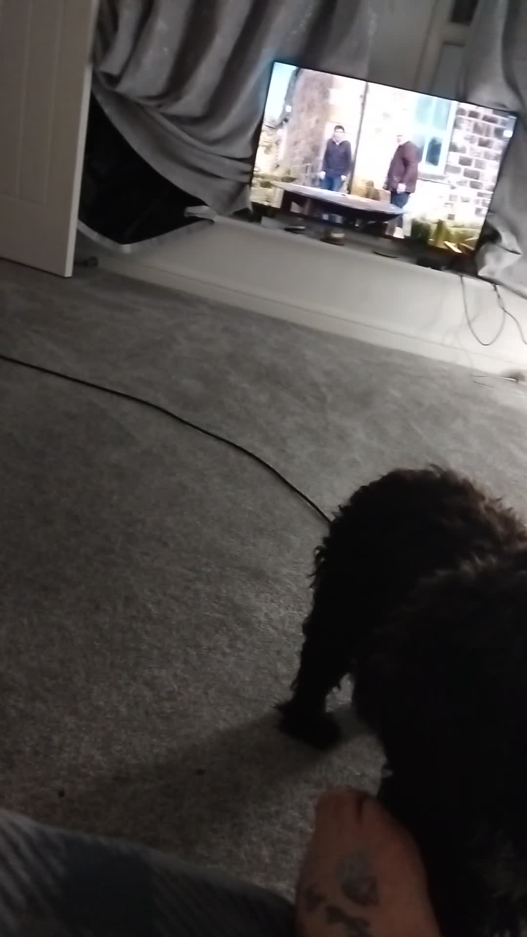 Cockapoo dogs for sale: Beautiful furebaby - Video 1