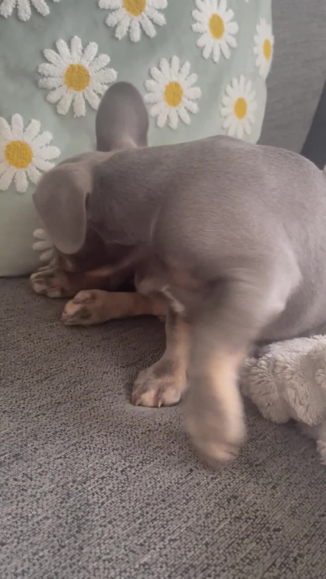 French Bulldog dogs for sale: £800!! French Bulldog  - Video 1