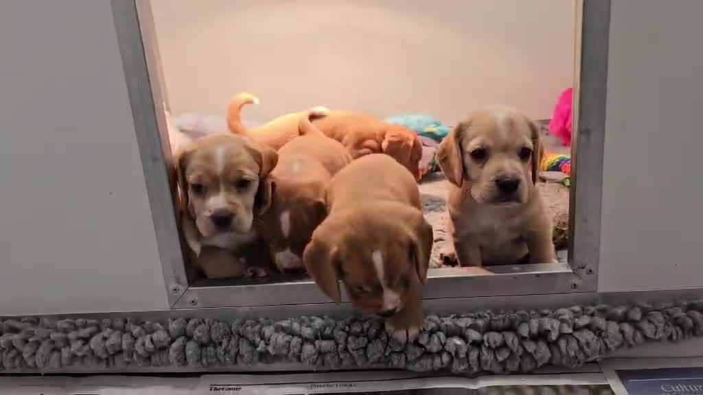 Bocker dogs for sale: Beautiful Red Bocker Pups - Ready 18.02.26 - Video 1