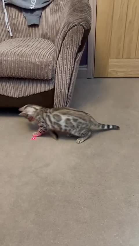 Bengal cats for sale: Multi-coloured bengal for sale (male) - Video 1