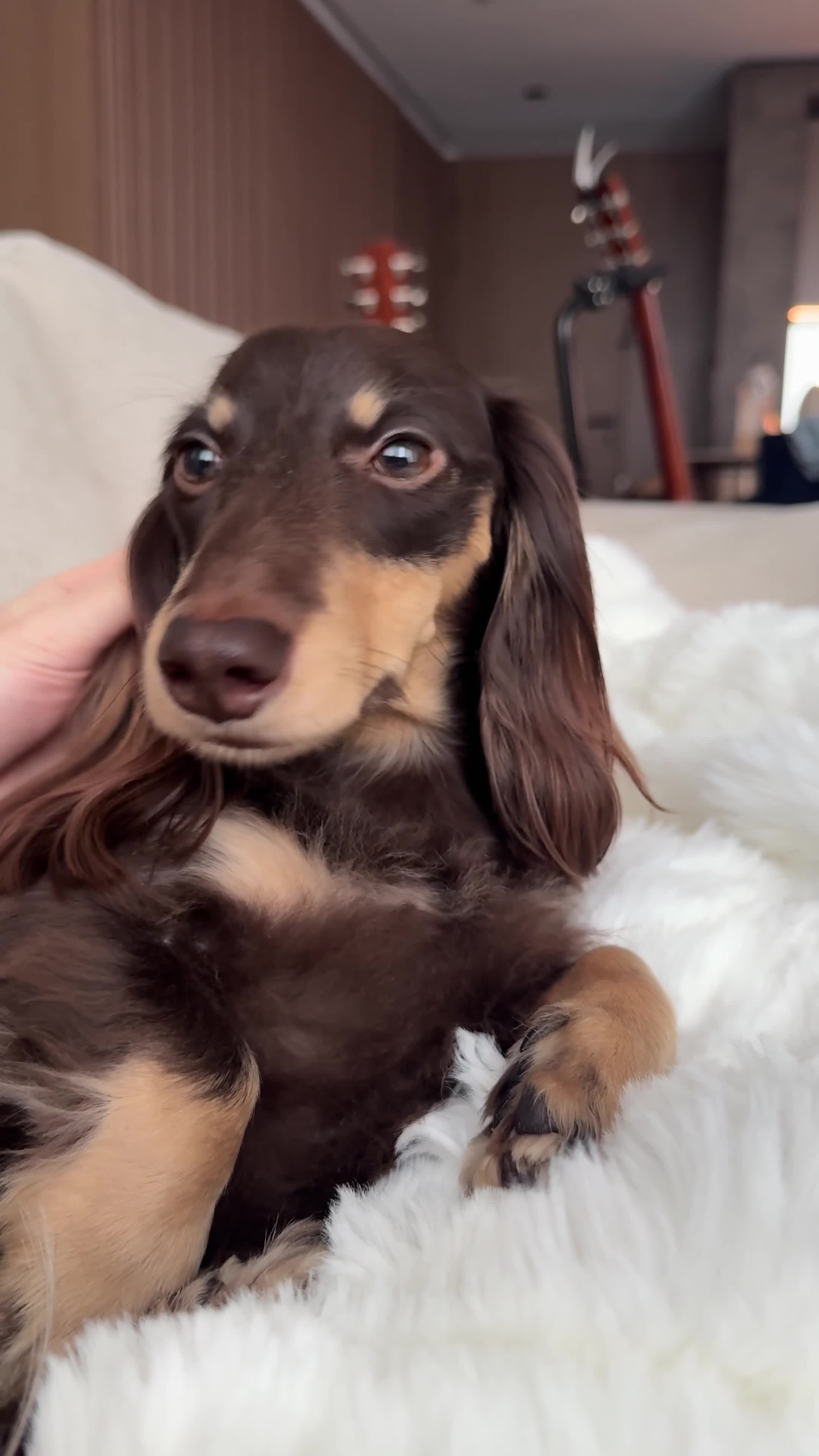 Miniature Dachshund dogs for stud: Miniature Dacshund Stud  - Video 1