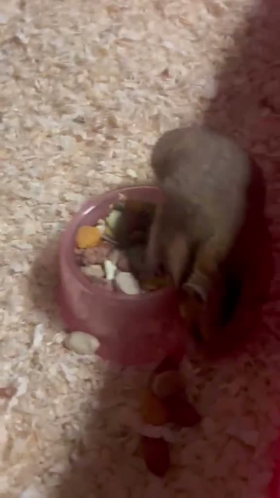 Hamster rodents for sale: Super friendly Siberian Hamster 🐹💕 - Video 2